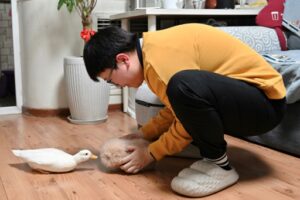 張亜春さんは北京の自宅で、AI搭載ロボット「アルーオ」とペットのアヒル「ナナ」と遊んでいる。（画像提供：AFP）