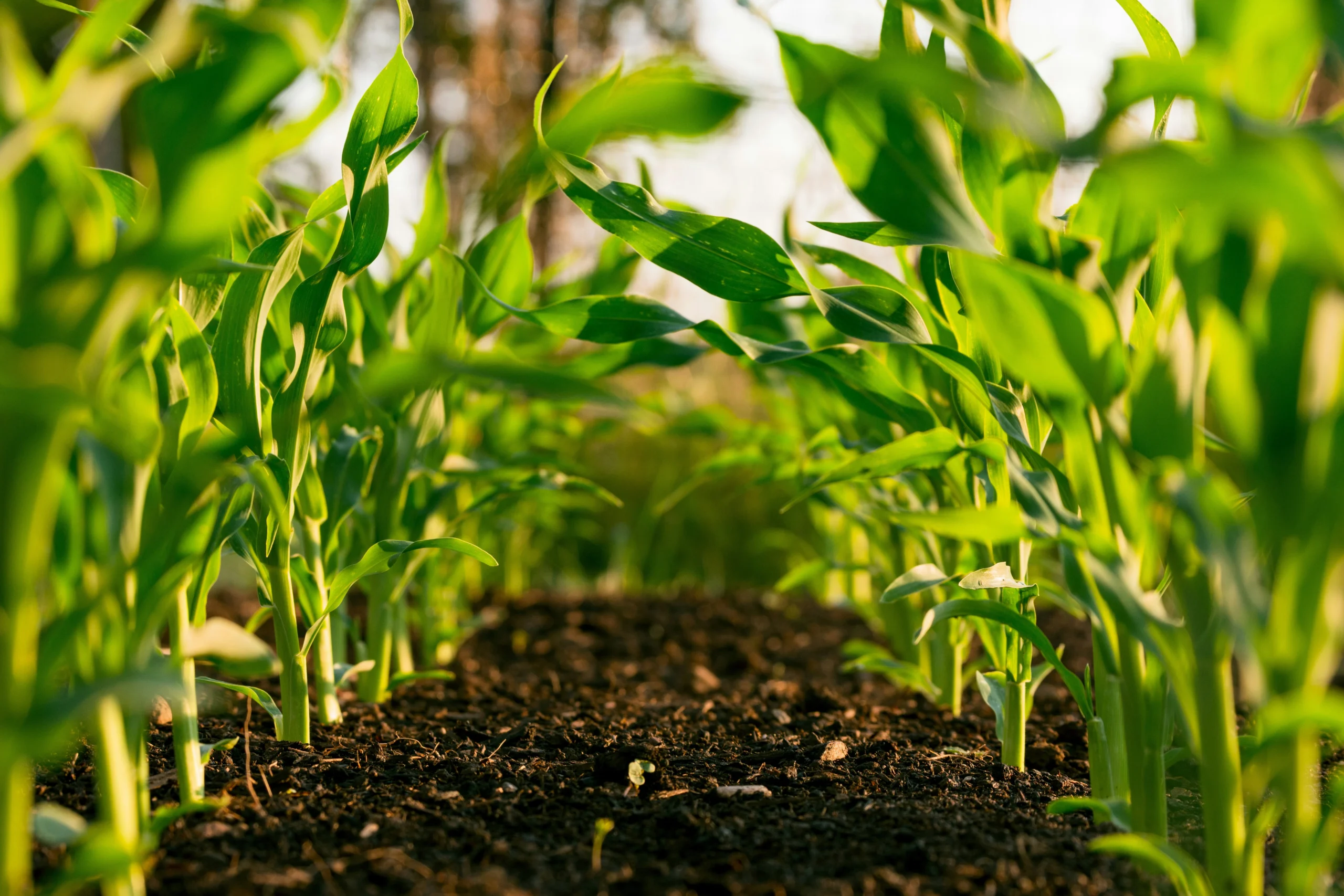 土の上に生える緑の植物。（画像提供：Steven Weeks、Unsplash）